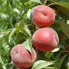 Reyon Bahçe 3 Yaş Aşılı Şeftali Fidanı Extrem July, Torbada