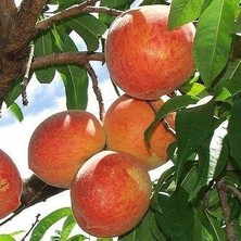 Reyon Bahçe 3 Yaş Aşılı Şeftali Fidanı Spring Grass, Torbada