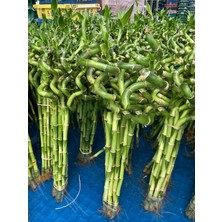 Fidan Sepetim Şans Bambusu Spiral 10'lu Paket 50 Cm