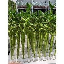 Fidan Sepetim Şans Bambusu Spiral 5'li Paket 50 Cm