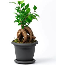 Fidan Merkezi Saksıda Ficus Bonsai