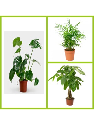 Fidan Sepetim 3'lü Iç Mekan Bitkileri Paketi