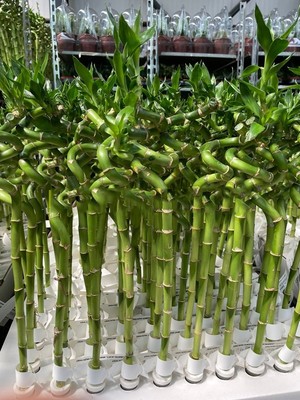 Fidan Sepetim Şans Bambusu Spiral 5'li Paket 50 Cm