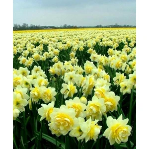 Kamondo Tohum 4 Adet Limon Sarısı Renkli Katmerli Nergis Çiçeği Soğanı Kokulu