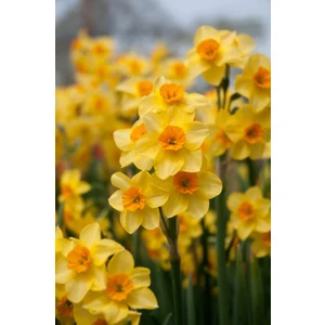 Kamondo Tohum 4 Adet Renkli Nergis Çiçeği Soğanı Kokulu