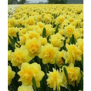 Kamondo Tohum 4 Adet Sarı Katmerli Nergis Çiçeği Soğanı Kokulu