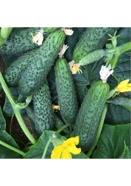 Kornişon Hıyar Tohumu 5 gr Paket