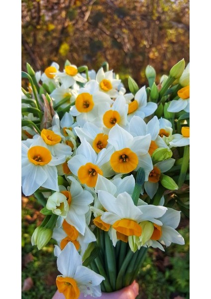 4 Adet Beyaz-Sarı Renkli Nergis Çiçeği Soğanı Kokulu