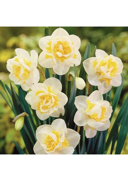 4 Adet Ithal Katmerli Nergis Çiçeği Soğanı