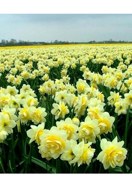 4 Adet Limon Sarısı Renkli Katmerli Nergis Çiçeği Soğanı Kokulu