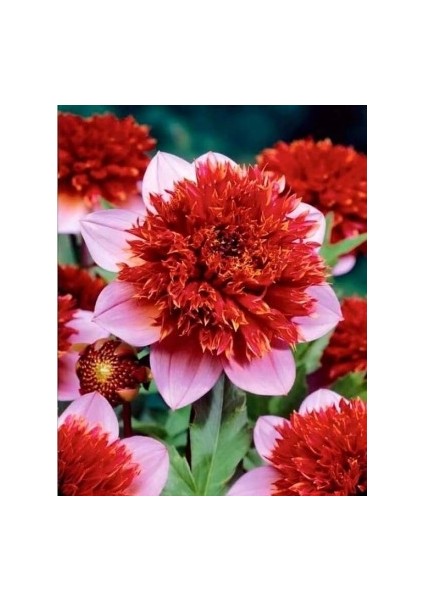 4 Adet Özel Renkli Katmerli Nergis Çiçeği Soğanı Kokulu