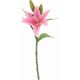  Renk Pembe
