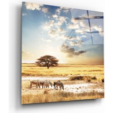 Insigne Afrika (Geniş Çayır) Cam Tablo - 60X60 cm