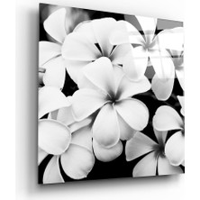 Insigne Siyah-Beyaz Çiçekler Cam Tablo - 60X60 cm