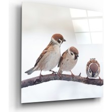 Insigne Kuşlar Cam Tablo - 60X60 cm