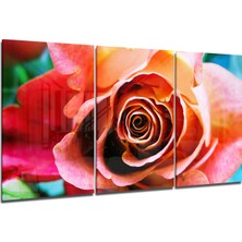 Insigne Gül Cam Tablo - 3 Adet 72X46 cm