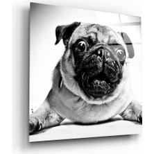 Insigne Pug Cam Tablo - 40X40 cm