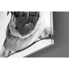 Insigne Pug Cam Tablo - 40X40 cm