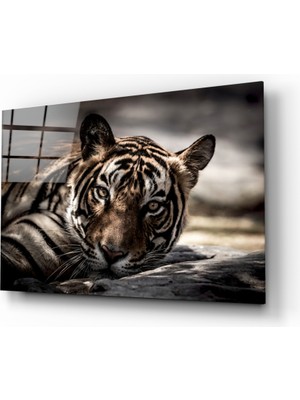 Insigne Kaplan Cam Tablo - 72X46 cm