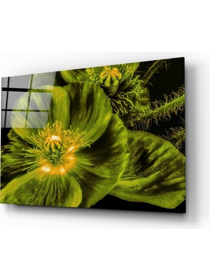 Insigne Malvales Çiçeği Cam Tablo - 72X46 cm