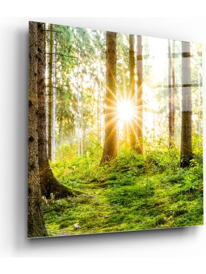 Insigne Orman Cam Tablo - 40X40 cm