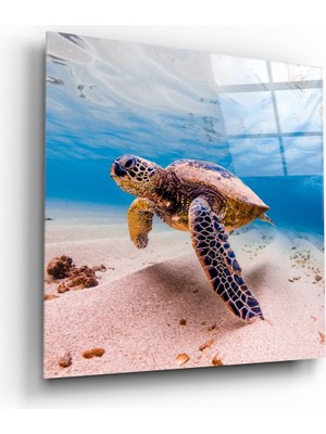 Insigne Deniz Kaplumbağası Cam Tablo - 60X60 cm