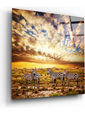 Insigne Zebralar Cam Tablo - 40X40 cm