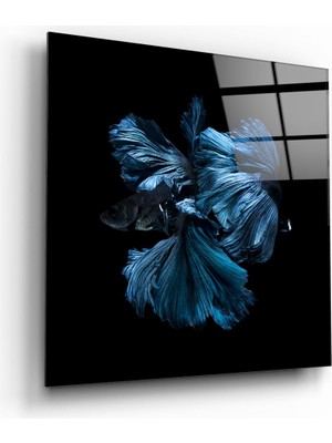 Insigne Betta Balık Cam Tablo - 60X60 cm