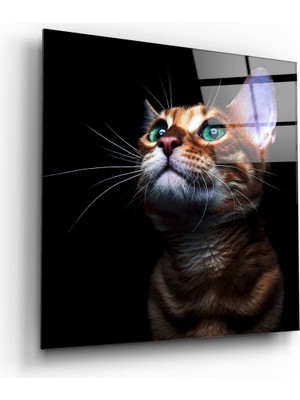 Insigne Yavru Kedi Cam Tablo - 60X60 cm