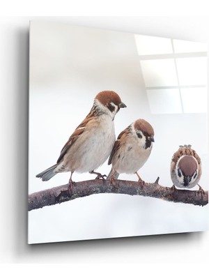 Insigne Kuşlar Cam Tablo - 60X60 cm