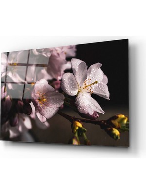 Insigne Makro Çiçek Cam Tablo - 72X46 cm