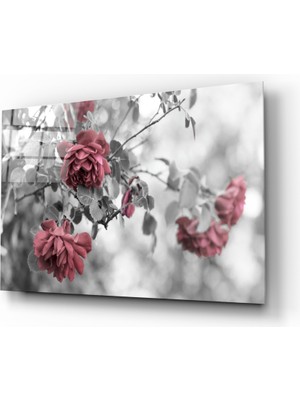 Insigne Pembe Güller Cam Tablo - 72X46 cm