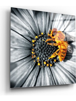 Insigne Arı Cam Tablo - 40X40 cm