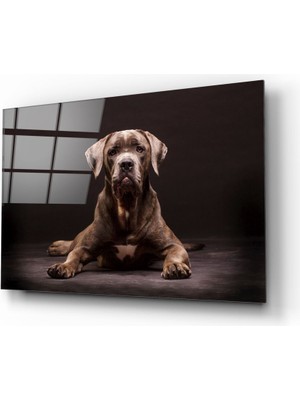 Insigne Köpek Cam Tablo - 72X46 cm