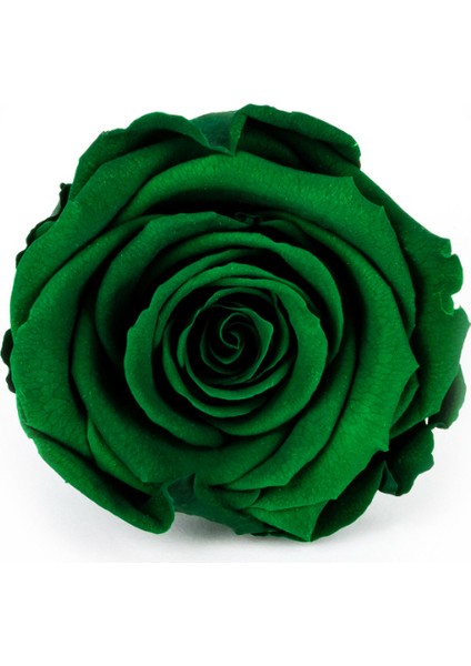Rose Amor Xl Solmayan Zümrüt Yeşil Gül
