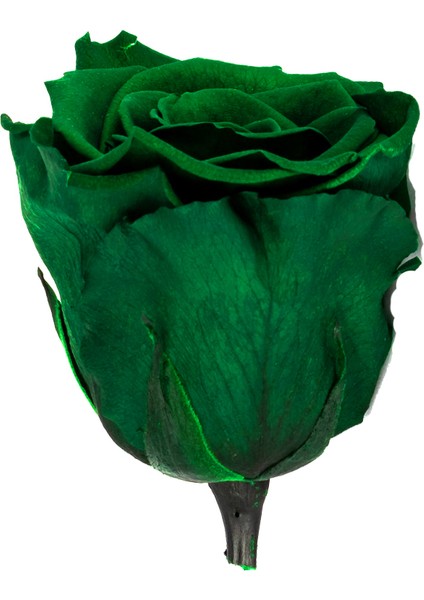 Rose Amor Xl Solmayan Zümrüt Yeşil Gül fiyatları