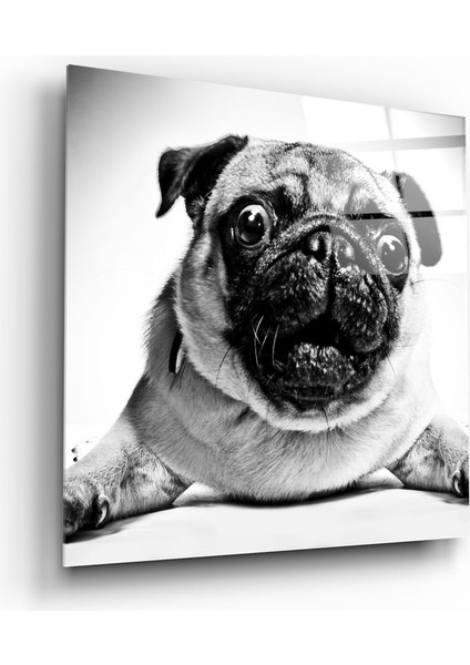 Pug Cam Tablo - 60X60 cm