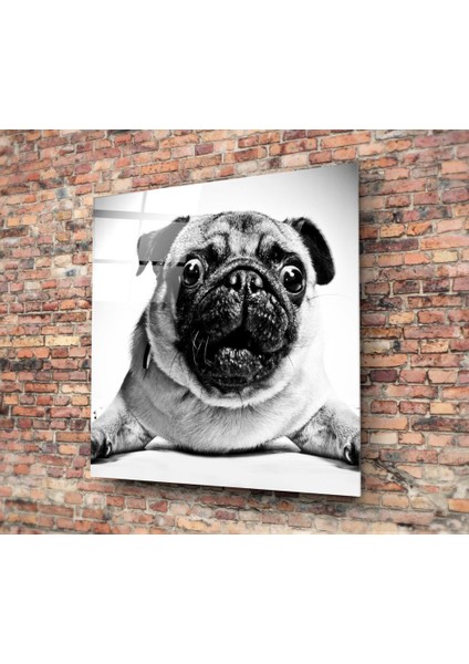 Pug Cam Tablo - 60X60 cm fiyatları