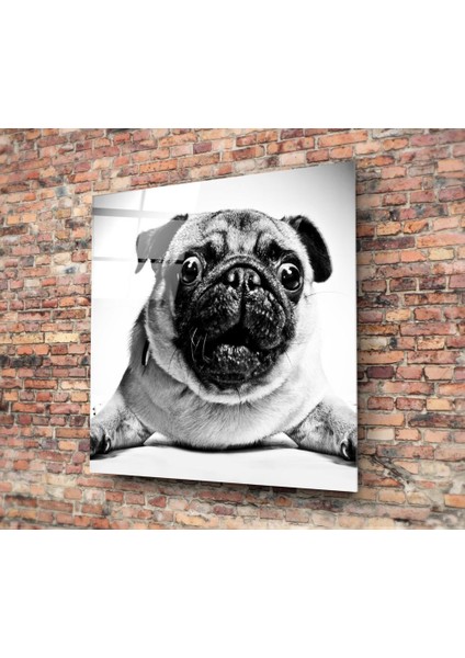 Pug Cam Tablo - 40X40 cm