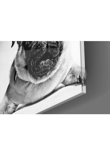 Pug Cam Tablo - 40X40 cm