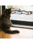 Tracks Interactive N 'rulo Topu Kedi Oyuncak | Kedi Oyuncakları 2