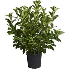 Çiçek Life Kartopu Fidanı 20 30 cm Boy