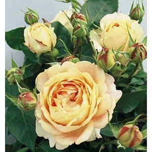 Reyon Bahçe Tüplü Yediveren Caramel Antike Gül Fidanı