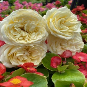 Reyon Bahçe Tüplü Soğuklara Dayanıklı Katmerli Hilda Iri Beyaz Kokulu Gül Fidanı