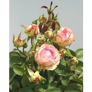 Reyon Bahçe Tüplü Aşılı Yediveren Lovely Antike Freelander Gül Fidanı