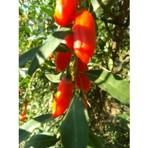 YAYLA TARIM 3 Adet Gojiberry Fidanı Nq7 Tüplü Aşılı12 Aydikim