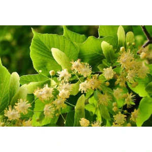 Bodur TarımAromalı Ihlamur Fidanı