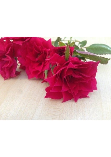 Yıldız Şeklinde Çiçek Açan Star Love Gül Fidanı