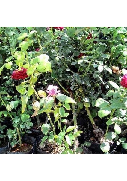 Tüplü Aşılı Planten Un Blomen Kırmızı Beyaz Yediveren Gül Fidanı