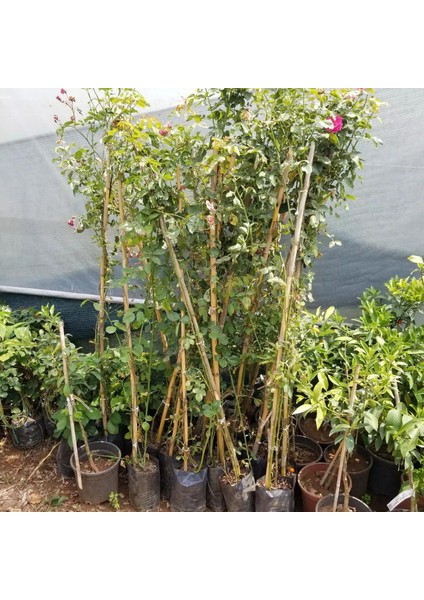 Tüplü Yediveren Kokulu Reçellik Isparta Gül 3-4 YAŞ(100-150 Cm) Fidanı